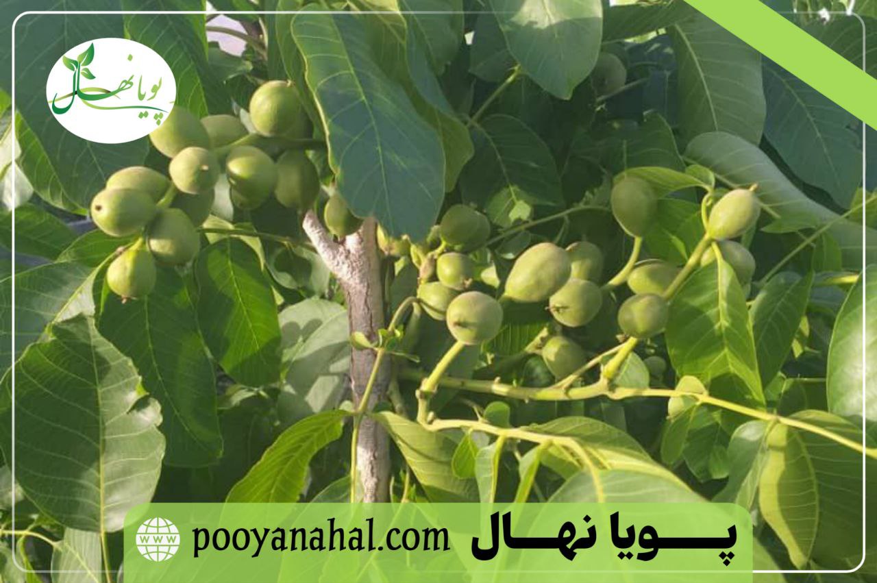 خرید نهال گردو